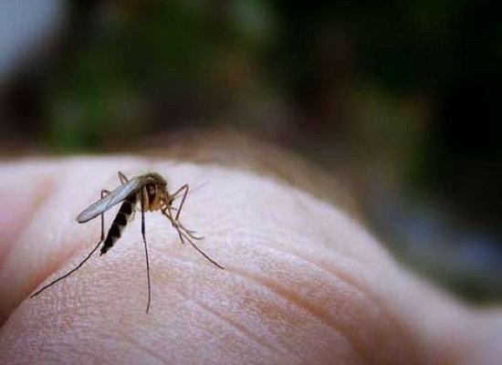 Keeps mosquitoes