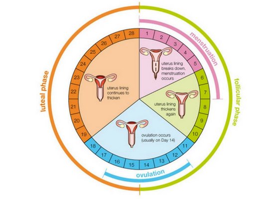 Menstruation cycle