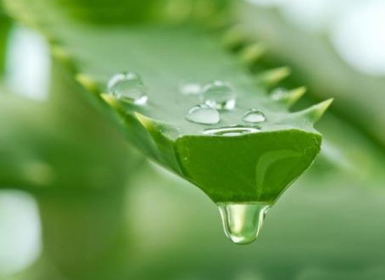 Aloevera gel