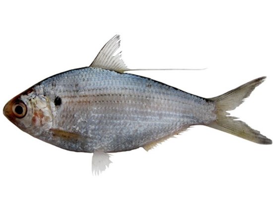 Fish