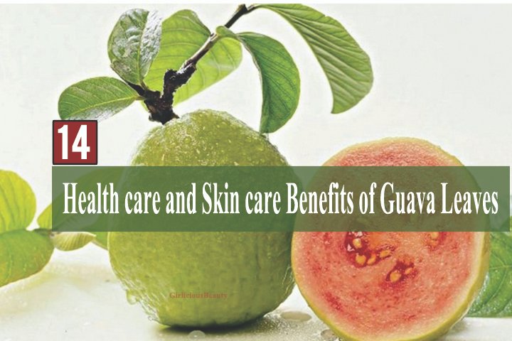 GUAVA LEAVES (1)