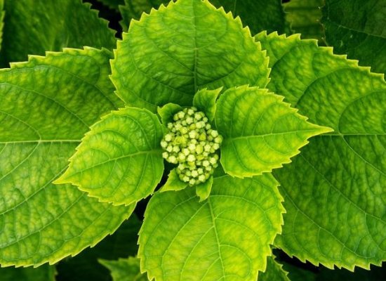 Hydrangea Leaves