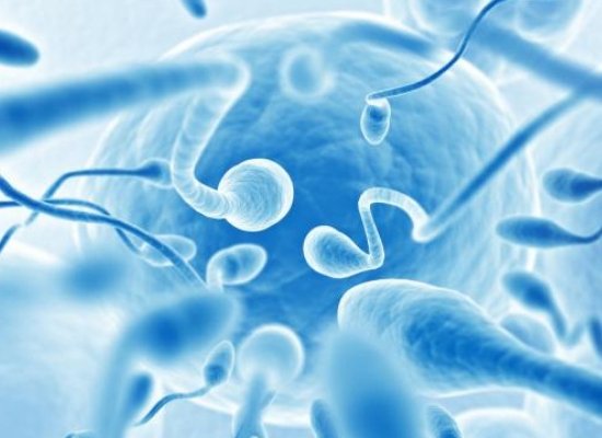 male fertility 