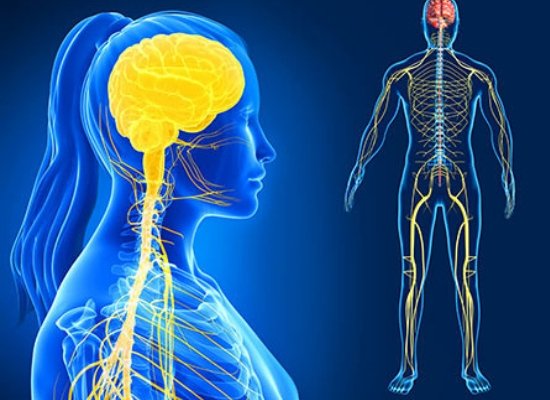 strong nervous system