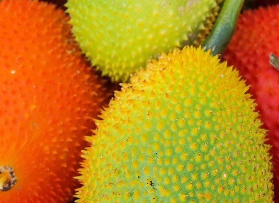 Anti-inflammatory and antiseptic