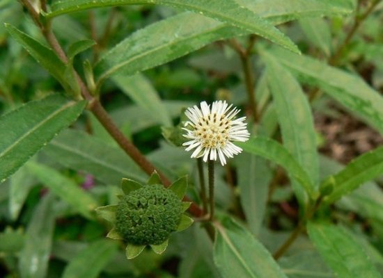 Bhringraj