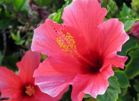 Hibiscus flowers4