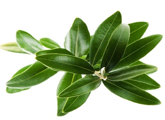 Olive leaves