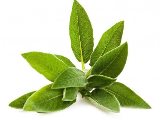 Sage leaves