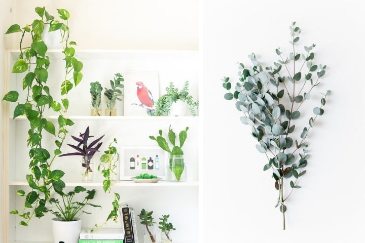 ECO Friendly Cleaning Products for Home