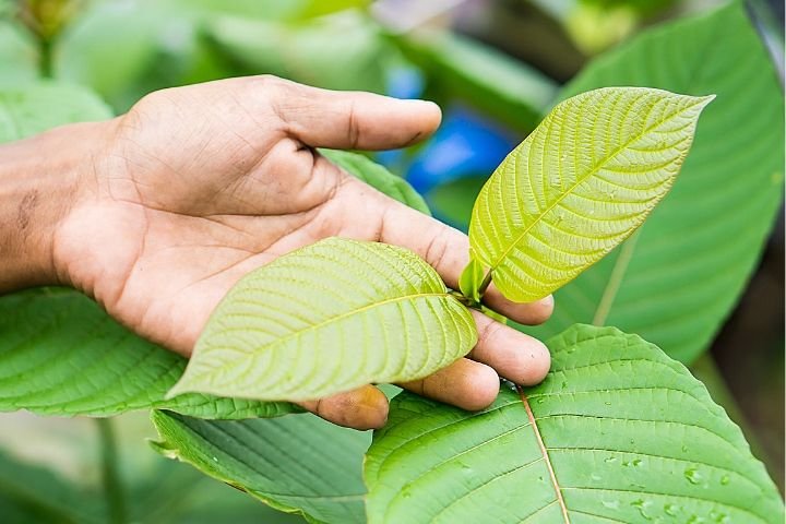 7 Impressive Benefits of Kratom Leaves For Healthy Lifestyle