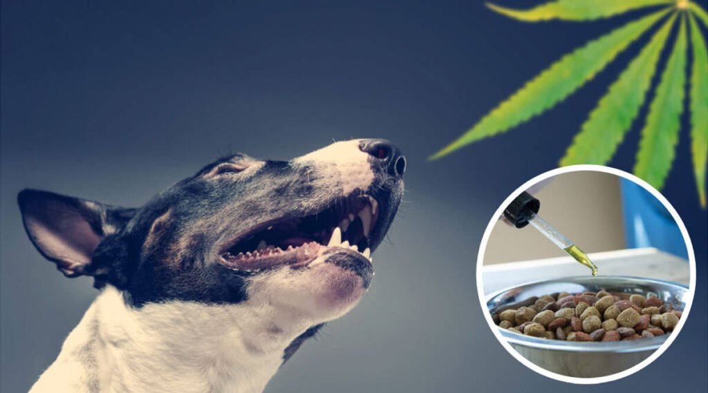 WHAT TO LOOK FOR WHEN PURCHASING CBD OIL FOR PETS