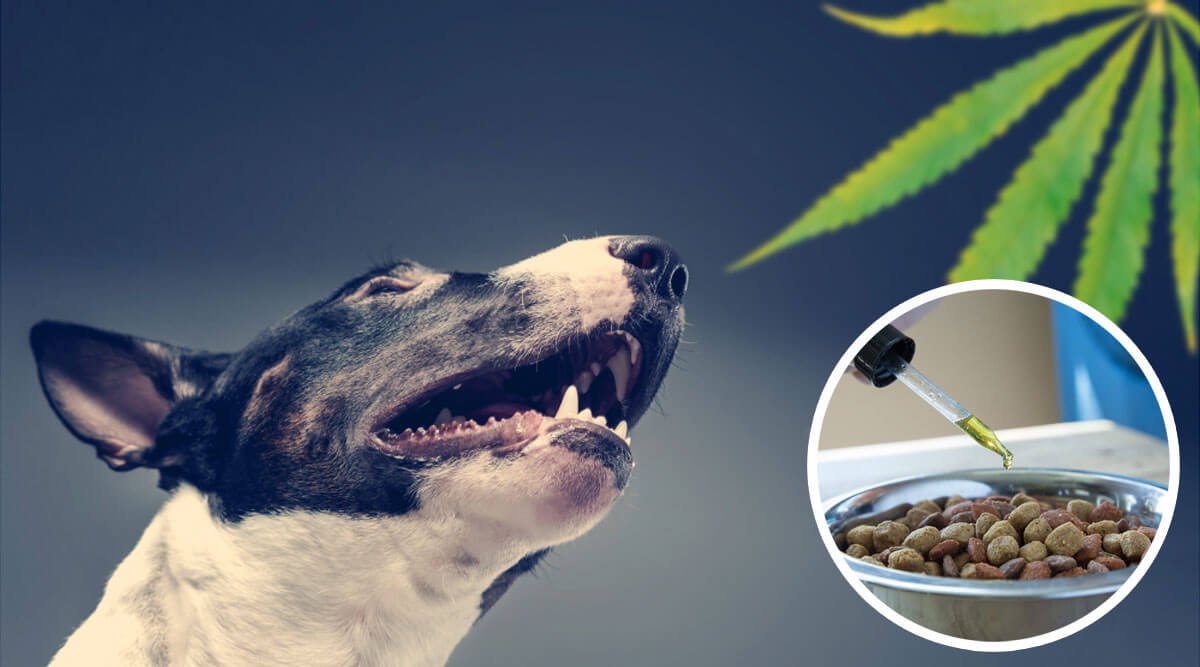 What to Look For When Purchasing CBD Oil For Pets