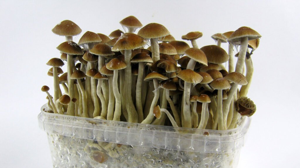 magic-mushrooms