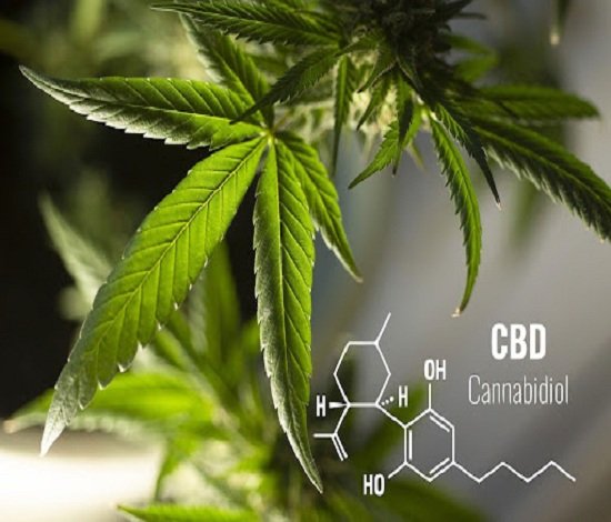 leaves-cannabis
