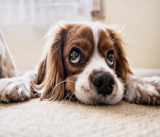 spaniel-puppy
