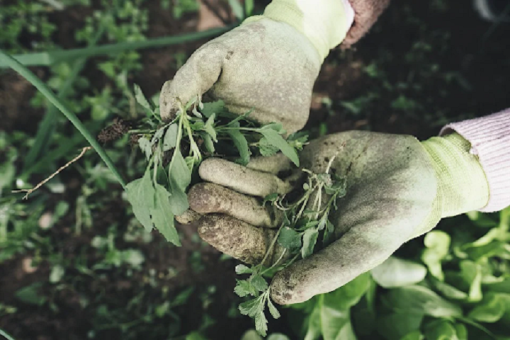 Growing Weed:The Essentials for Beginners.