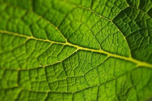 KRATOM PROVIDE SOME RELIEF FROM ANXIETY.