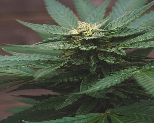 THE NEXT FRONTIER FOR MEDICAL CANNABIS