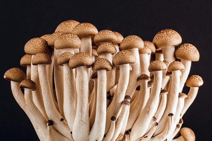 What makes Penis ENVY Mushrooms so Special?