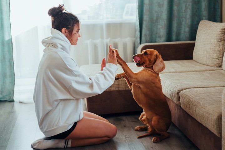 Dog to Be Obedient
