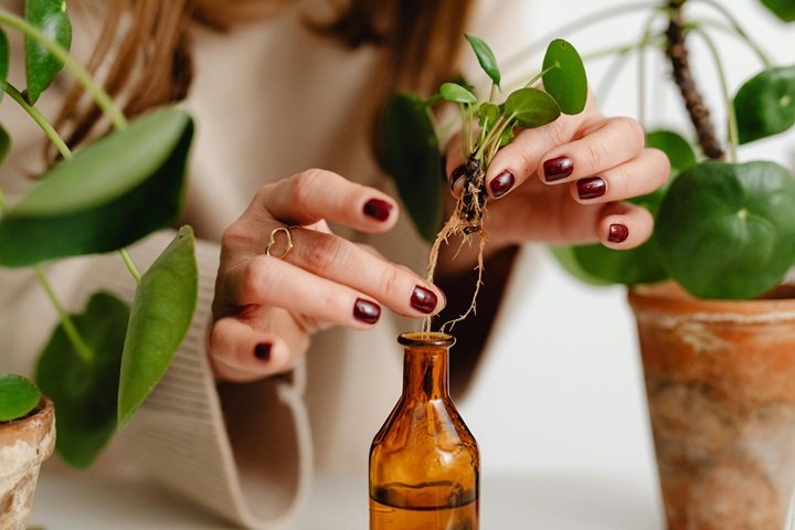 Choose the Right Hair Oil for Hair Fall Control?
